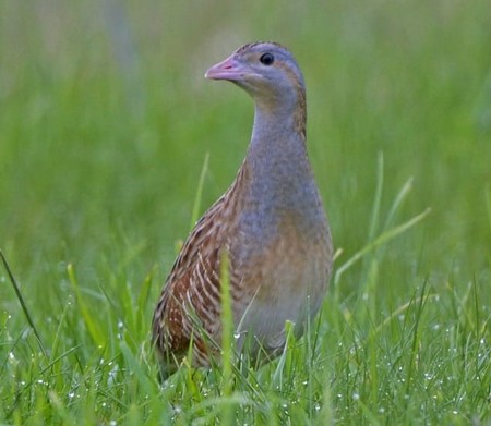 Corncrake Cropped450