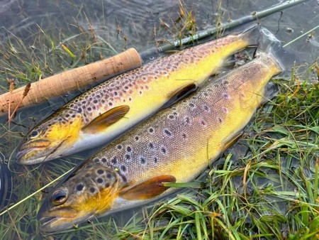 Trout in water with Rod 600